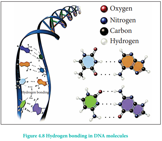 Hydrogen Bonding img 4