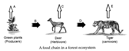 CBSE Sample Papers for Class 10 Science Term 2 Set 1 with Solutions IMG 6