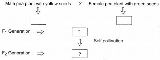 CBSE Sample Papers for Class 10 Science Term 2 Set 3 with Solutions IMG 3