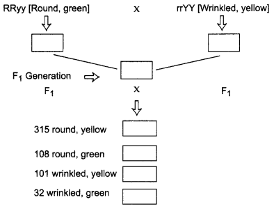 CBSE Sample Papers for Class 10 Science Term 2 Set 4 with Solutions IMG 7