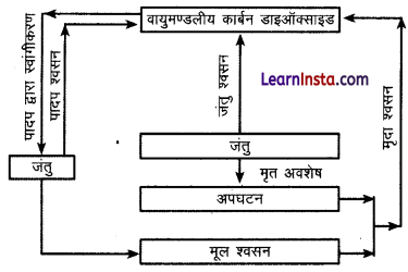 Class 11 Geography Chapter 15 Question Answer in Hindi पृथ्वी पर जीवन 2