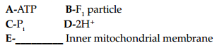 CBSE Sample Papers for Class 11 Biology Set 1 with Solutions 8