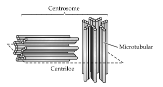 CBSE Sample Papers for Class 11 Biology Set 3 with Solutions 18