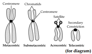CBSE Sample Papers for Class 11 Biology Set 3 with Solutions 19