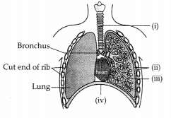 CBSE Sample Papers for Class 11 Biology Set 4 with Solutions 1