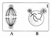 CBSE Sample Papers for Class 11 Biology Set 4 with Solutions 2