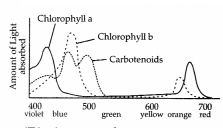 CBSE Sample Papers for Class 11 Biology Set 5 with Solutions 4