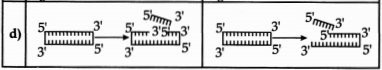 CBSE Sample Papers for Class 12 Biology Set 1 with Solutions 12
