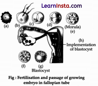 CBSE Sample Papers for Class 12 Biology Set 1 with Solutions 14