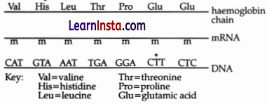 CBSE Sample Papers for Class 12 Biology Set 1 with Solutions 4