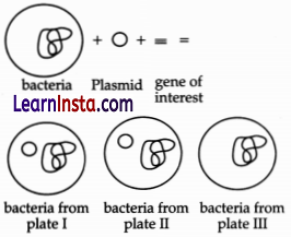 CBSE Sample Papers for Class 12 Biology Set 1 with Solutions 6