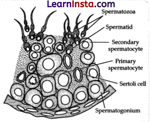 CBSE Sample Papers for Class 12 Biology Set 3 with Solutions 16