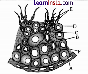 CBSE Sample Papers for Class 12 Biology Set 4 with Solutions 11