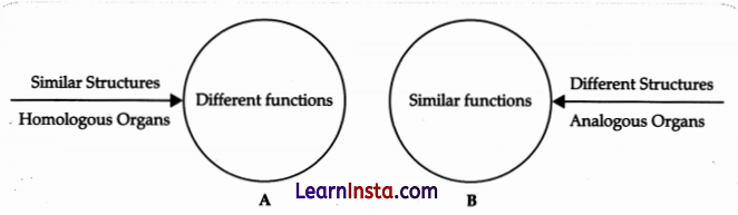 CBSE Sample Papers for Class 12 Biology Set 4 with Solutions 8
