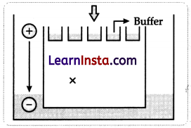 CBSE Sample Papers for Class 12 Biology Set 5 with Solutions 12