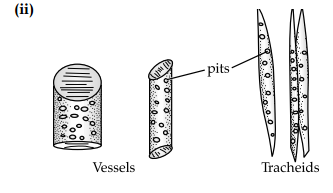 CBSE Sample Papers for Class 9 Science Set 1 with Solutions 6