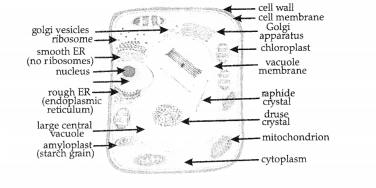 CBSE Sample Papers for Class 9 Science Set 1 with Solutions 8