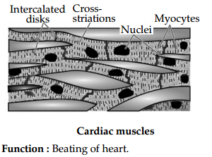 CBSE Sample Papers for Class 9 Science Set 5 with Solutions 4