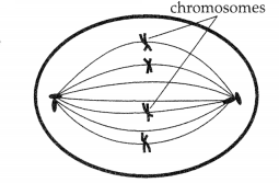 CBSE Sample Papers for Class 9 Science Set 5 with Solutions 7