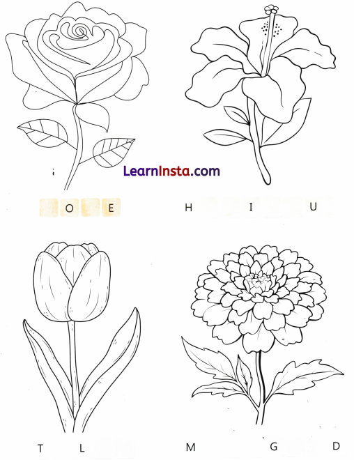 Celebrating Festivals Class 3 Worksheet EVS Chapter 3 13