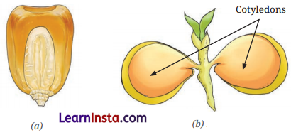 Diversity in the Living World Class 6 Extra Questions and Answers Science Chapter 2 4