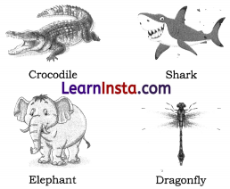 Diversity in the Living World Class 6 Extra Questions and Answers Science Chapter 2 6