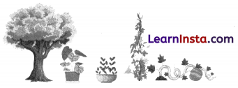 Diversity in the Living World Class 6 Extra Questions and Answers Science Chapter 2 8