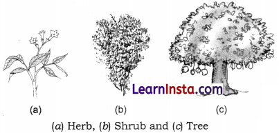 Diversity in the Living World Class 6 Notes Science Chapter 2 1