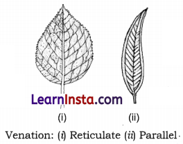 Diversity in the Living World Class 6 Notes Science Chapter 2 3