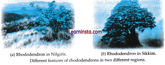 Diversity in the Living World Class 6 Notes Science Chapter 2.10