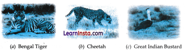 Diversity in the Living World Class 6 Notes Science Chapter 2.12
