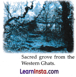 Diversity in the Living World Class 6 Notes Science Chapter 2.13