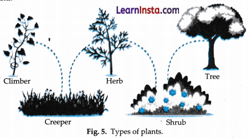 Diversity in the Living World Class 6 Notes Science Chapter 2.4