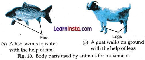 Diversity in the Living World Class 6 Notes Science Chapter 2.6