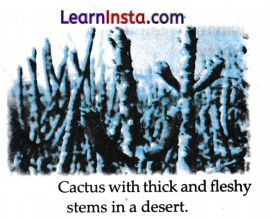 Diversity in the Living World Class 6 Notes Science Chapter 2.7