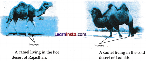 Diversity in the Living World Class 6 Notes Science Chapter 2.9
