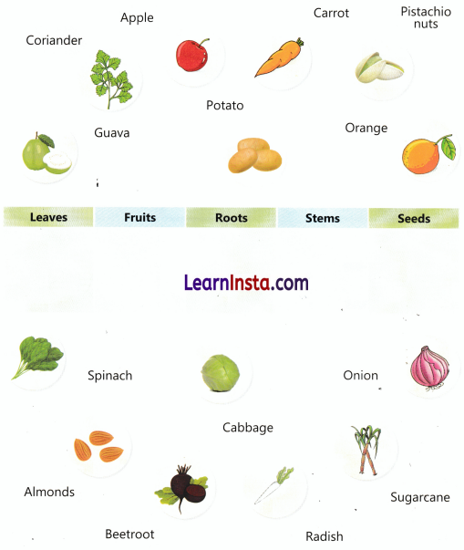 Food We Eat Class 3 Worksheet EVS Chapter 8 4