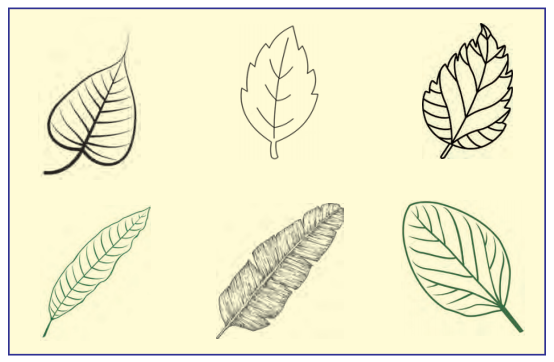 Getting to Know Plants Class 3 EVS Question Answer 10