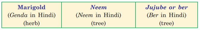 Getting to Know Plants Class 3 EVS Question Answer 3
