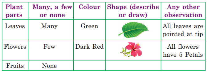Getting to Know Plants Class 3 EVS Question Answer 6