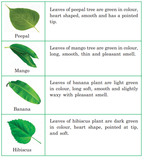 Getting to Know Plants Class 3 EVS Question Answer 7