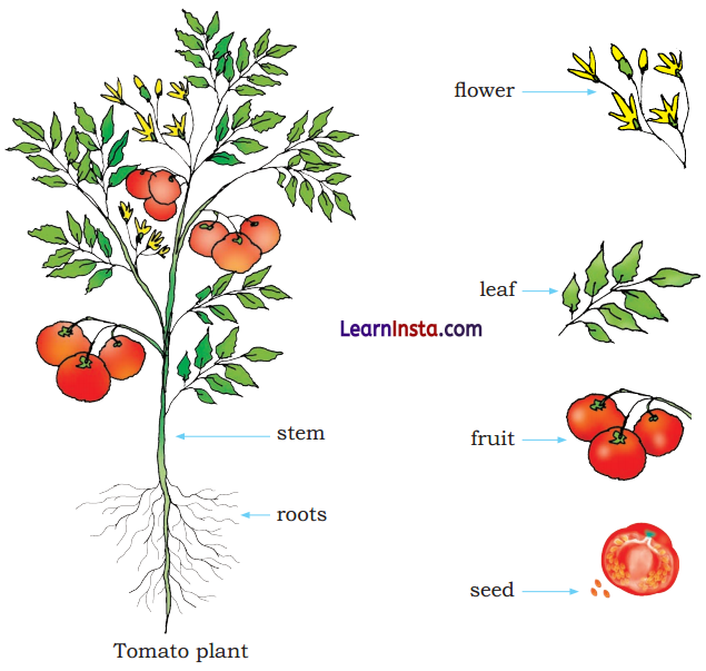 Getting to Know Plants Class 3 EVS Question Answer 8