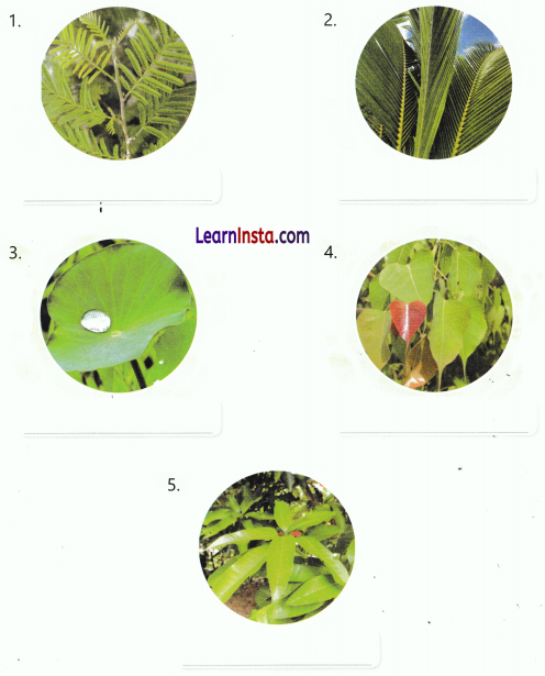 Getting to Know Plants Class 3 Worksheet EVS Chapter 4 11