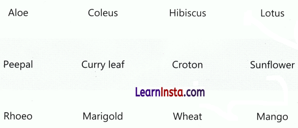 Getting to Know Plants Class 3 Worksheet EVS Chapter 4 13