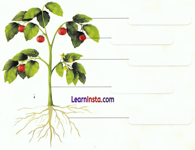 Getting to Know Plants Class 3 Worksheet EVS Chapter 4 14