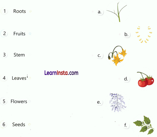 Getting to Know Plants Class 3 Worksheet EVS Chapter 4 3