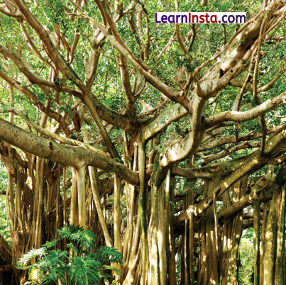 India’s Cultural Roots Class 6 Questions and Answers 3