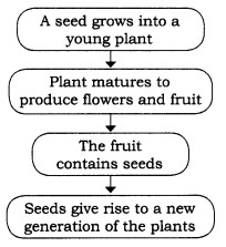 Living Creatures Exploring their Characteristics Class 6 Extra Questions and Answers Science Chapter 10 1