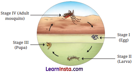 Living Creatures Exploring their Characteristics Class 6 Extra Questions and Answers Science Chapter 10 3