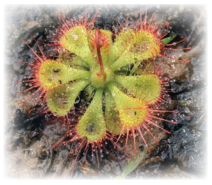 Living Creatures Exploring their Characteristics Class 6 Extra Questions and Answers Science Chapter 10 5